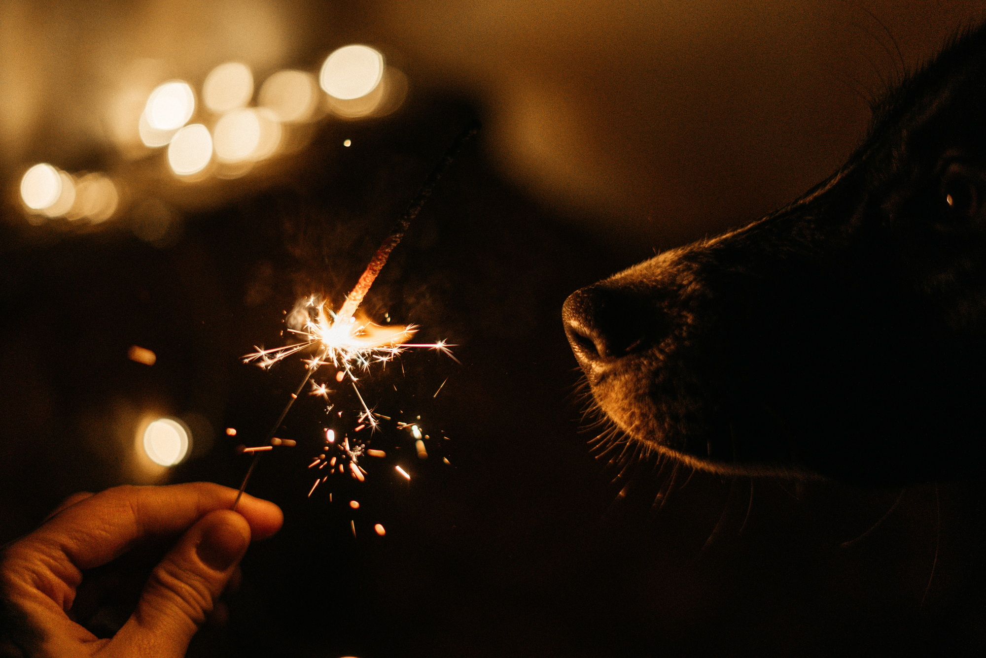 Sparkler in Christmas with a dog / New Year’s Eve